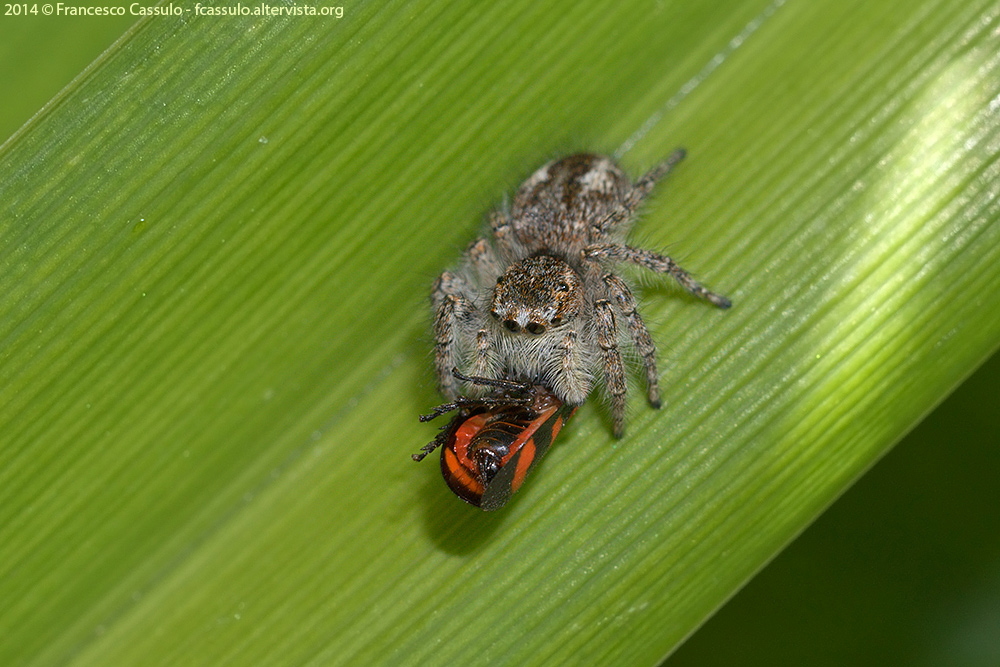 Philaeus chrysops con preda (Cercopidae) - Busalla (GE)